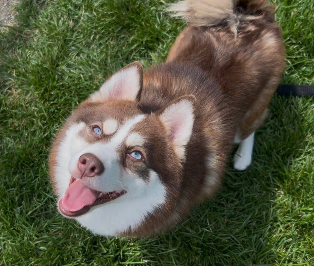 Blue - Pomeranian available for adoption at Ontario SPCA (Central Ontario) in Toronto
