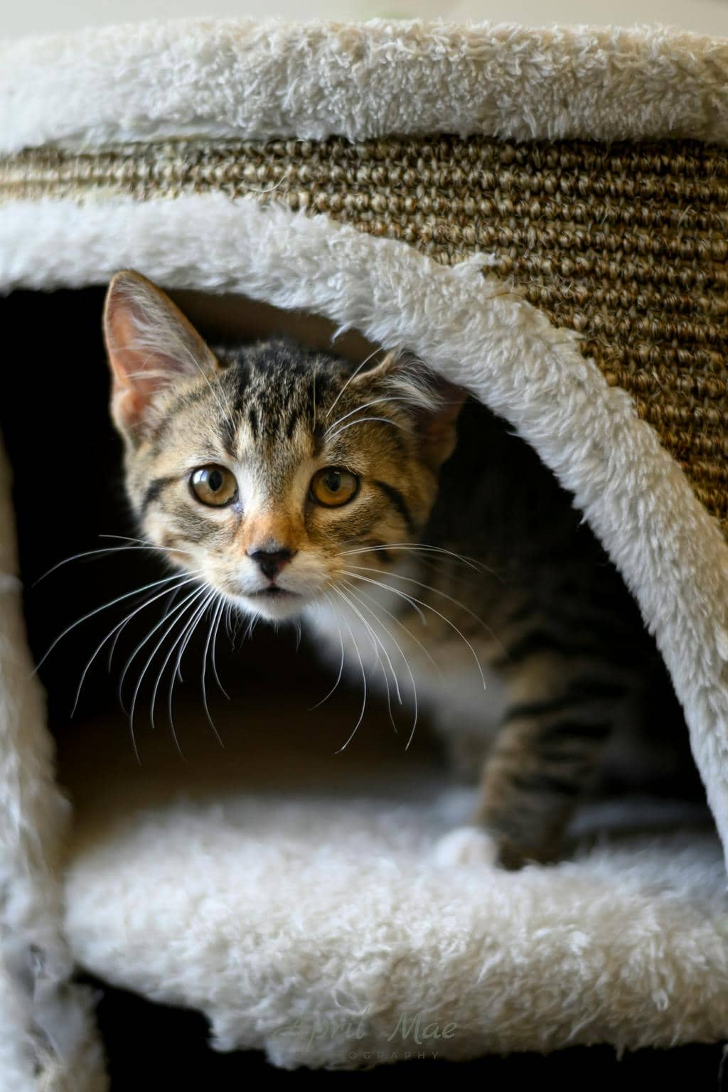 Dixie (petsmart Orangeville) - Domestic Short Hair available for adoption
