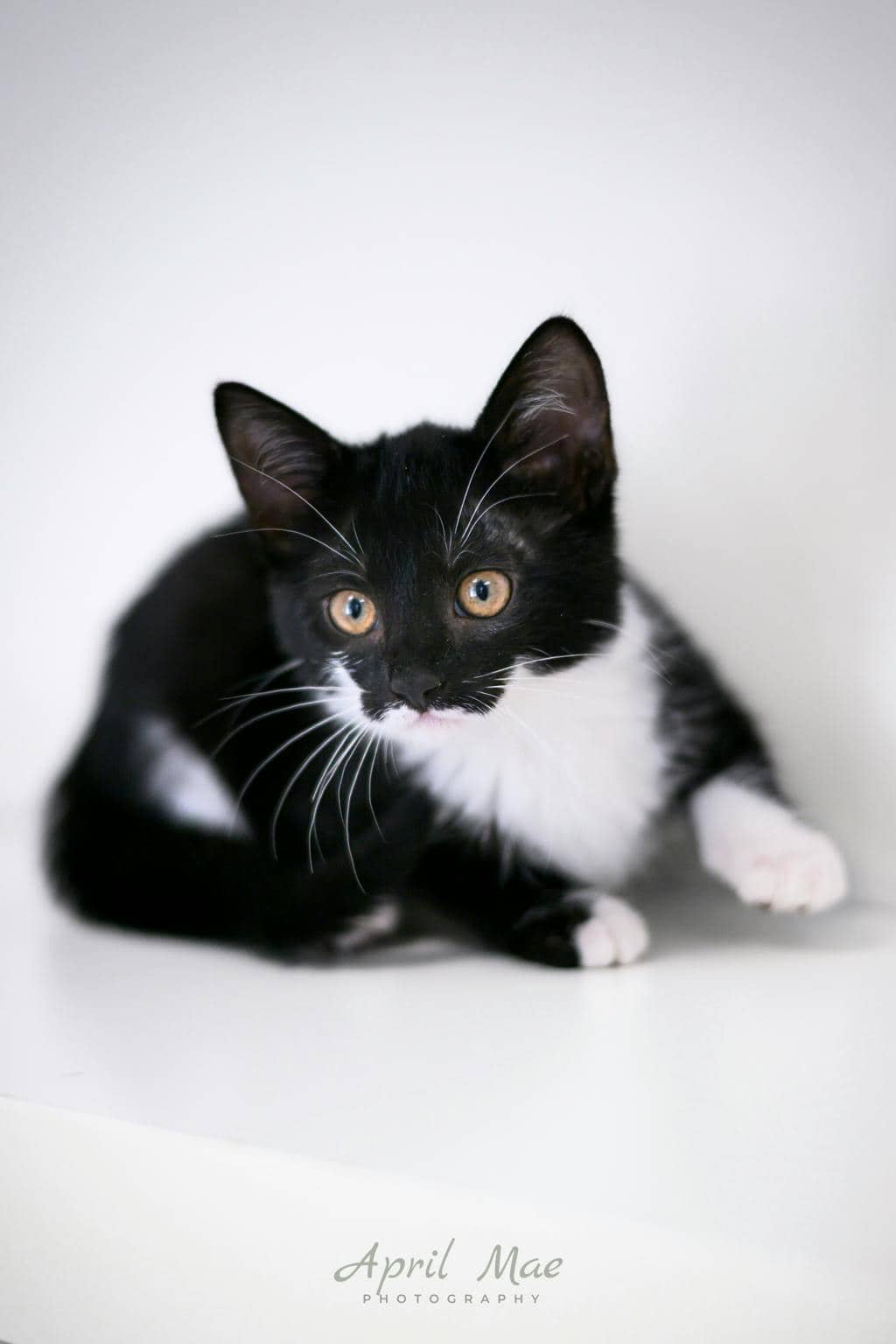 Loretta (petsmart Orangeville) - Domestic Short Hair available for adoption