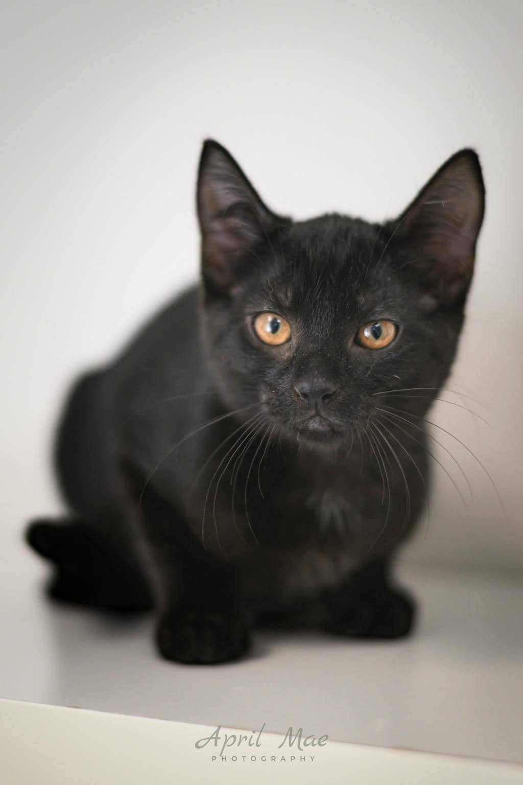 Betsy (petsmart Orangeville) - Domestic Short Hair available for adoption