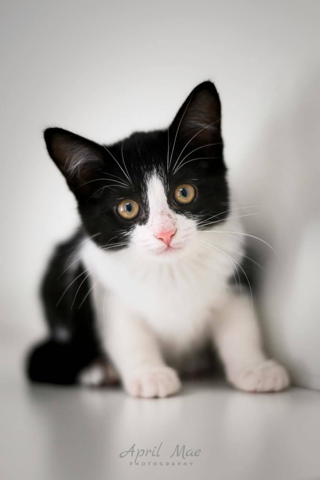 Tillie (petsmart Orangeville) - Domestic Short Hair available for adoption
