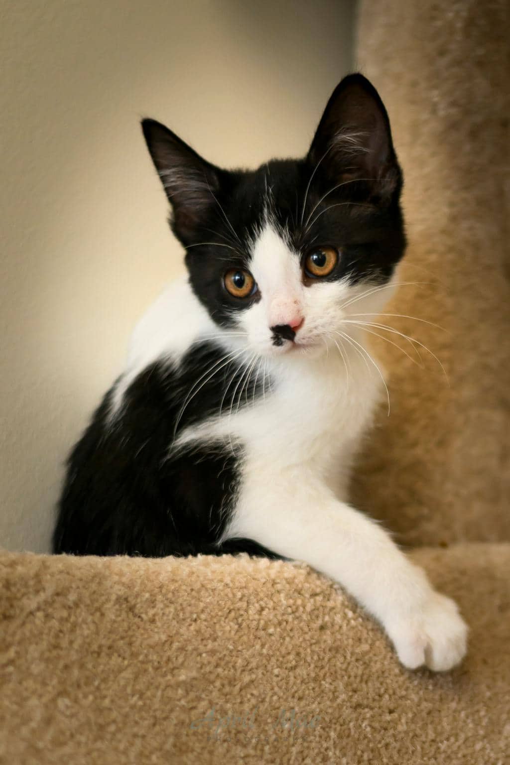 Bonnie (petsmart Orangeville) - Domestic Short Hair available for adoption