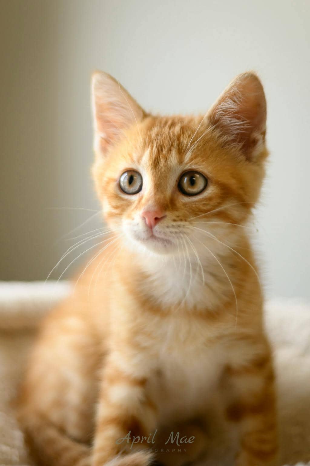 Sawyer(petsmart Orangeville) - Domestic Medium Hair cat available for adoption at Ontario SPCA (Central Ontario) in Orangeville