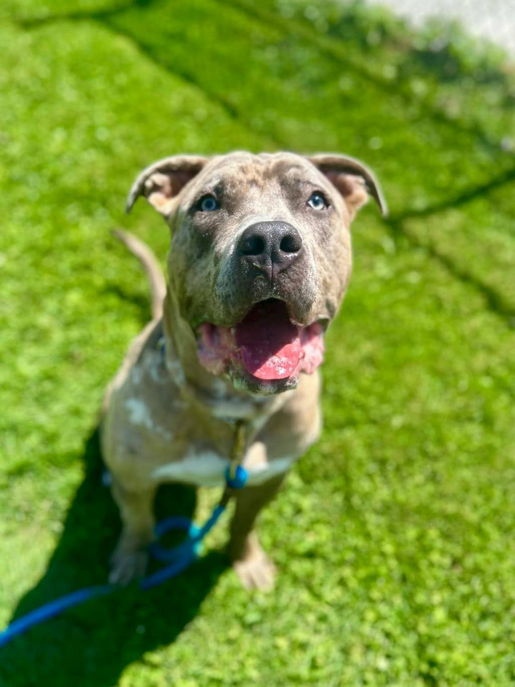 Hank - American Bulldog available for adoption at Ontario SPCA (Toronto Area) in Toronto