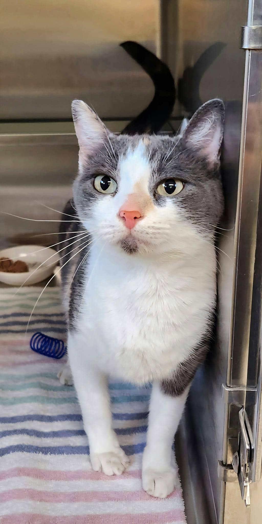 Mitsu - Domestic Short Hair available for adoption
