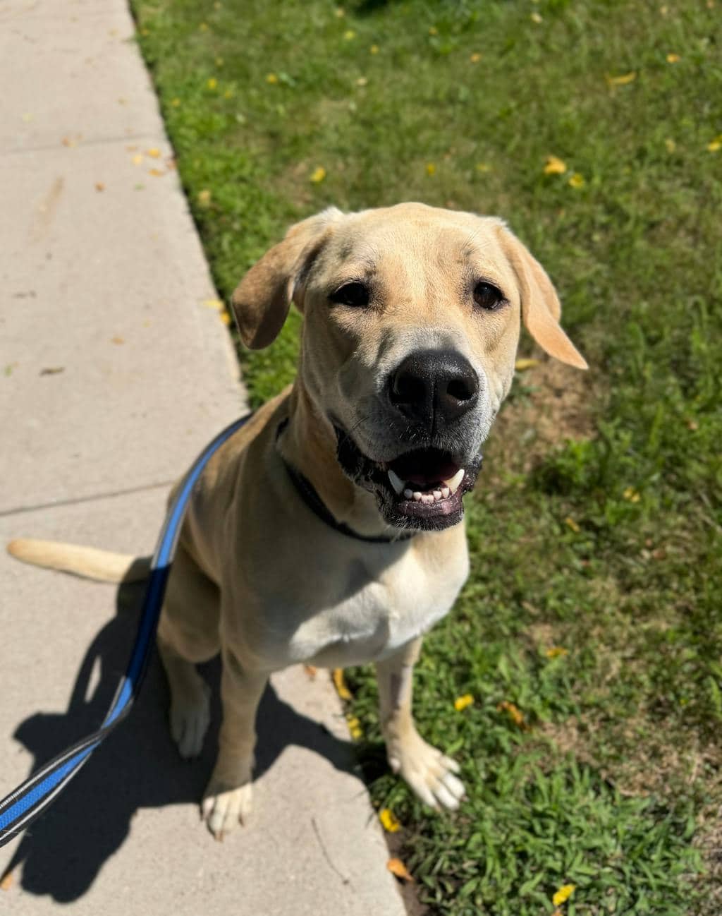 Pheobe - Labrador available for adoption