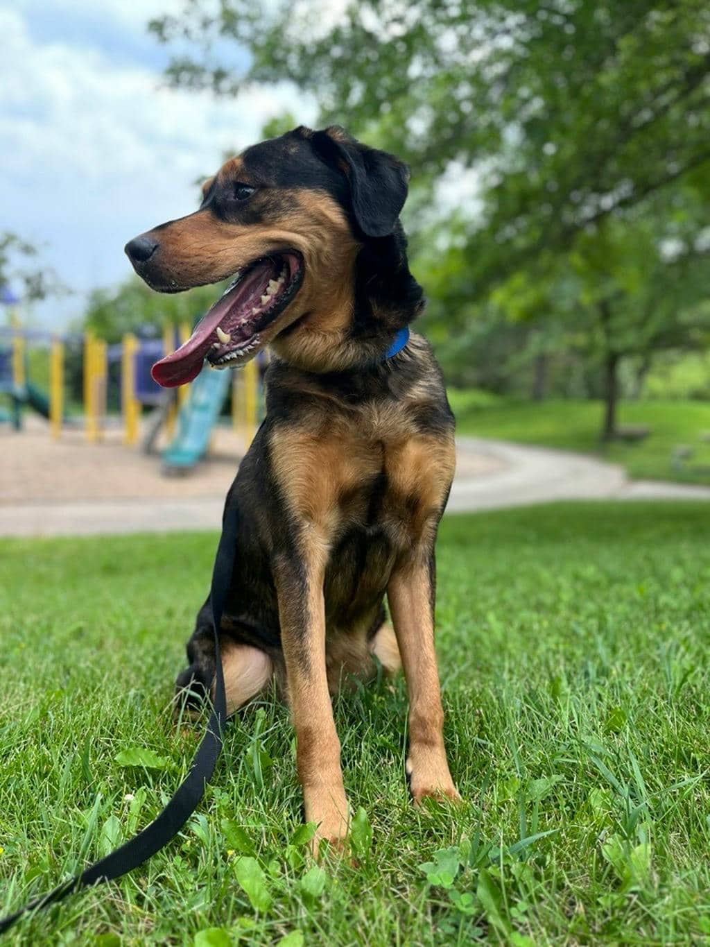Maximus - Shepherd available for adoption at Ontario SPCA (Central Ontario) in Barrie