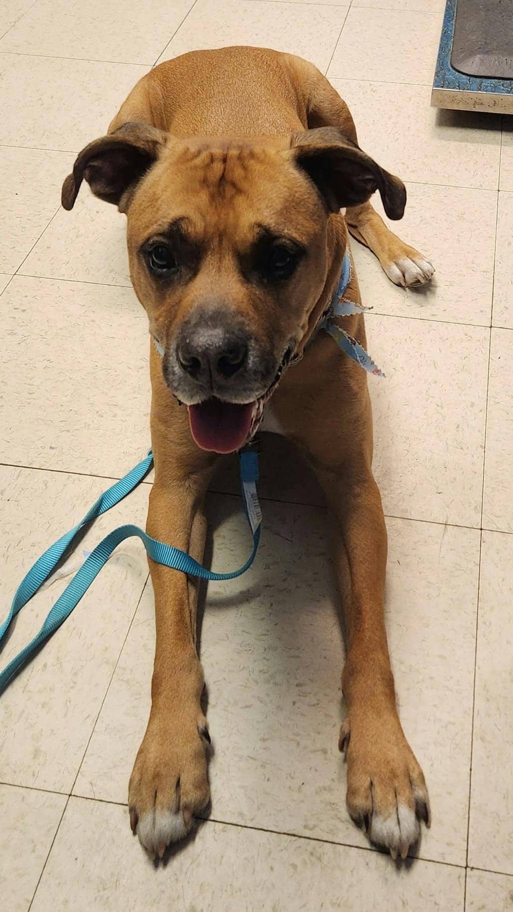 Buster - Boxer available for adoption