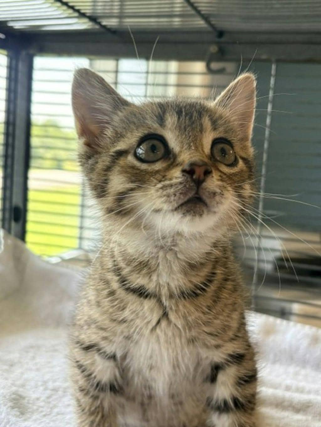 Corduroy - Domestic Short Hair cat available for adoption at Ontario SPCA (Ottawa Area) in Ottawa