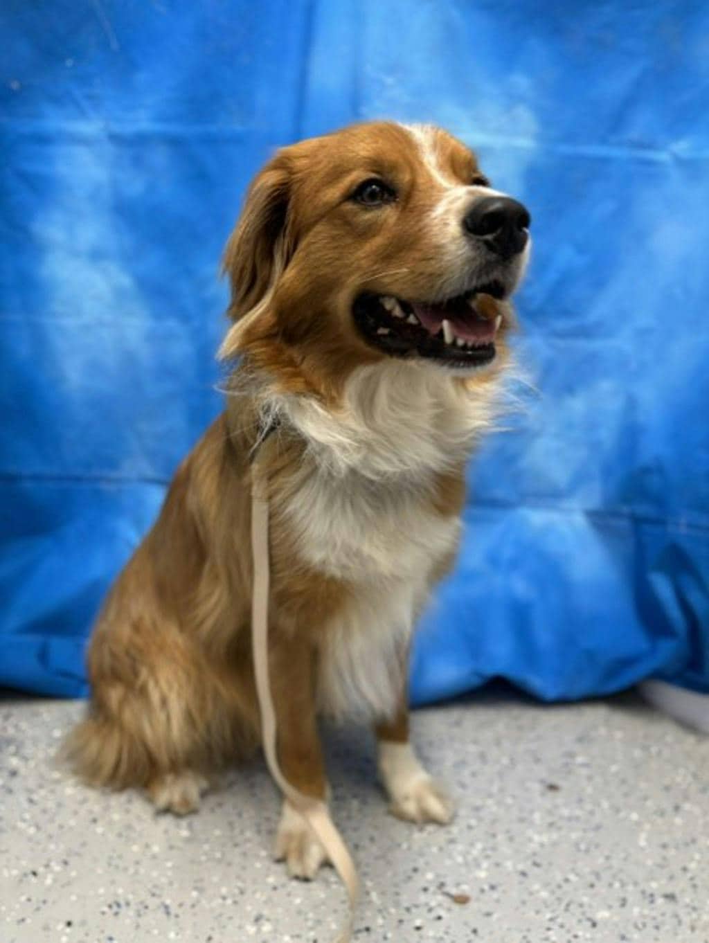 Ollie - Mixed Breed, Large (over 44 lbs fully grown) available for adoption