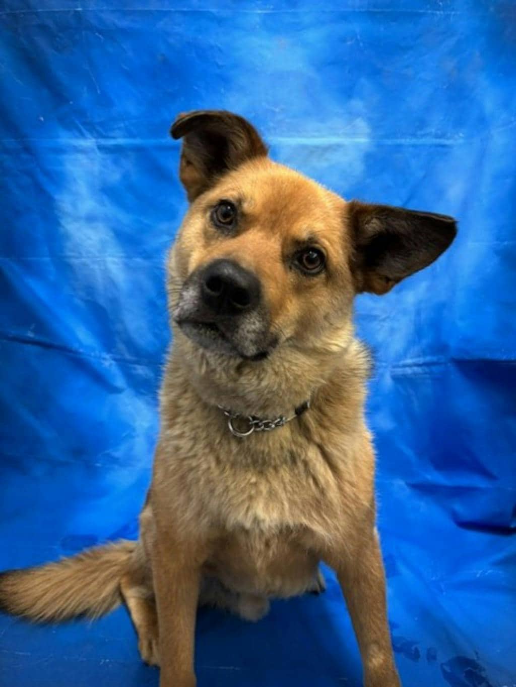 Hot Dog - Siberian Husky available for adoption at Ontario SPCA & Humane Society in Napanee