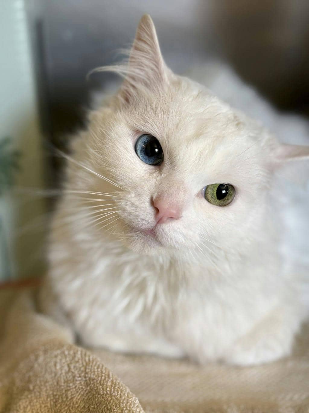 Lotty - Domestic Longhair available for adoption