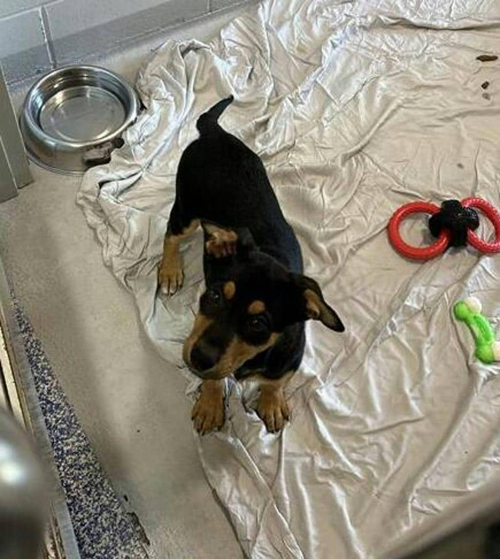 Donkey - Shepherd available for adoption