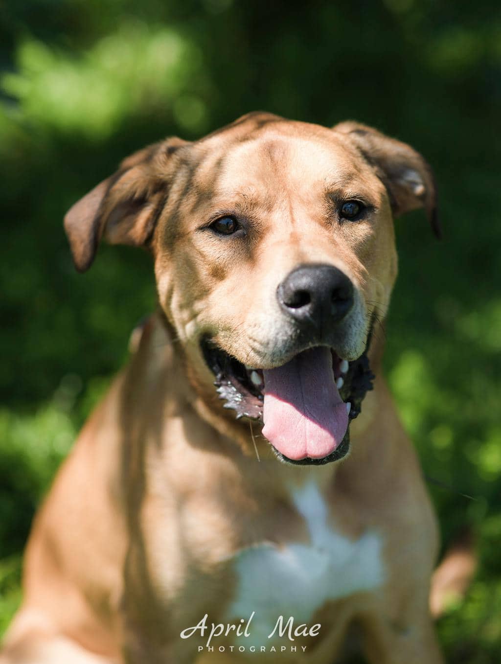Leroy - Cane Corso available for adoption