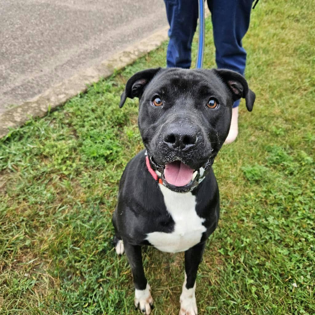 Thor - American Bulldog available for adoption at Ontario SPCA (Ottawa Area) in Ottawa