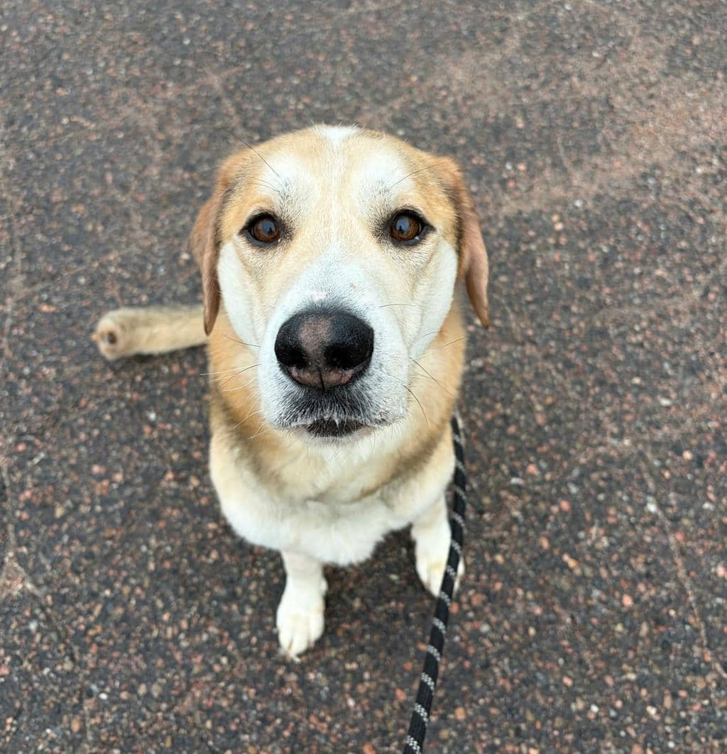 Jojo (bonded With Striker) - Mixed Breed, Large (over 44 lbs fully grown) available for adoption