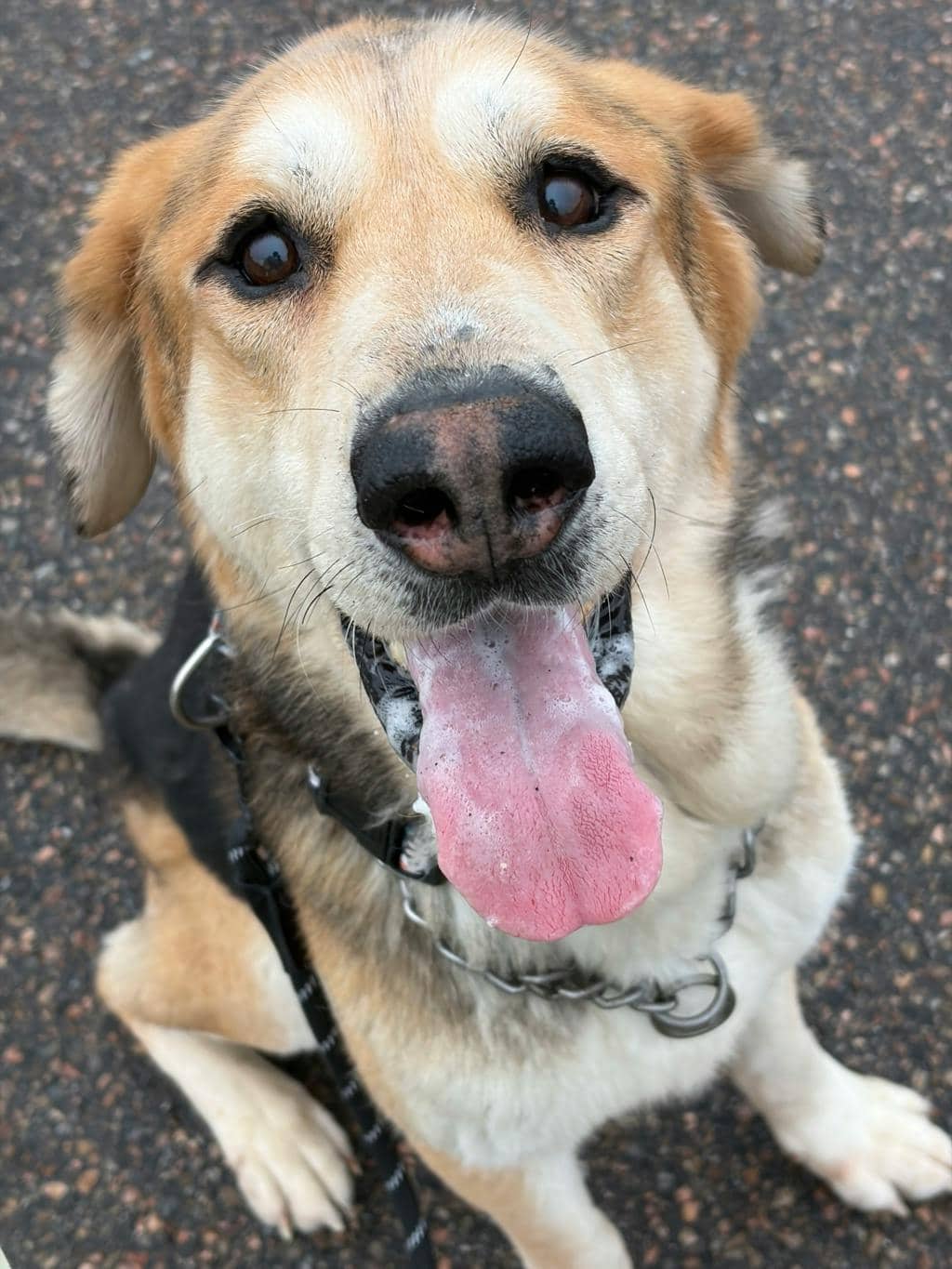 Striker (bonded With Jojo) - Mixed Breed, Large (over 44 lbs fully grown) available for adoption at Ontario SPCA (Ottawa Area) in Ottawa