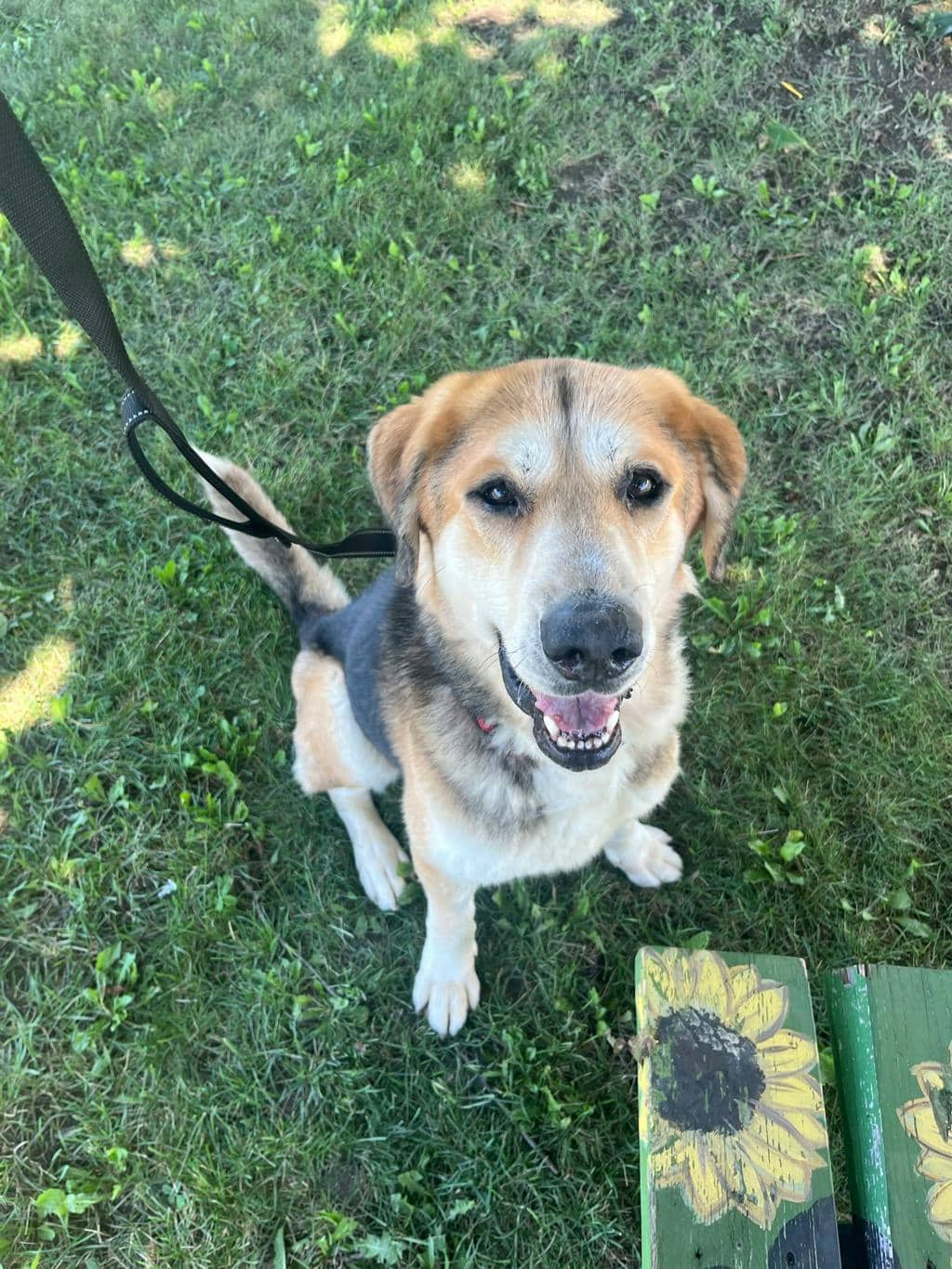 Striker - Mixed Breed, Large (over 44 lbs fully grown) available for adoption