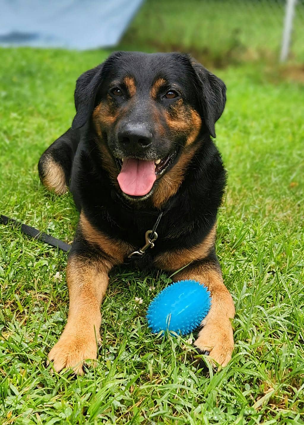 Jax - German Shepherd available for adoption at Ontario SPCA (Ottawa Area) in Ottawa