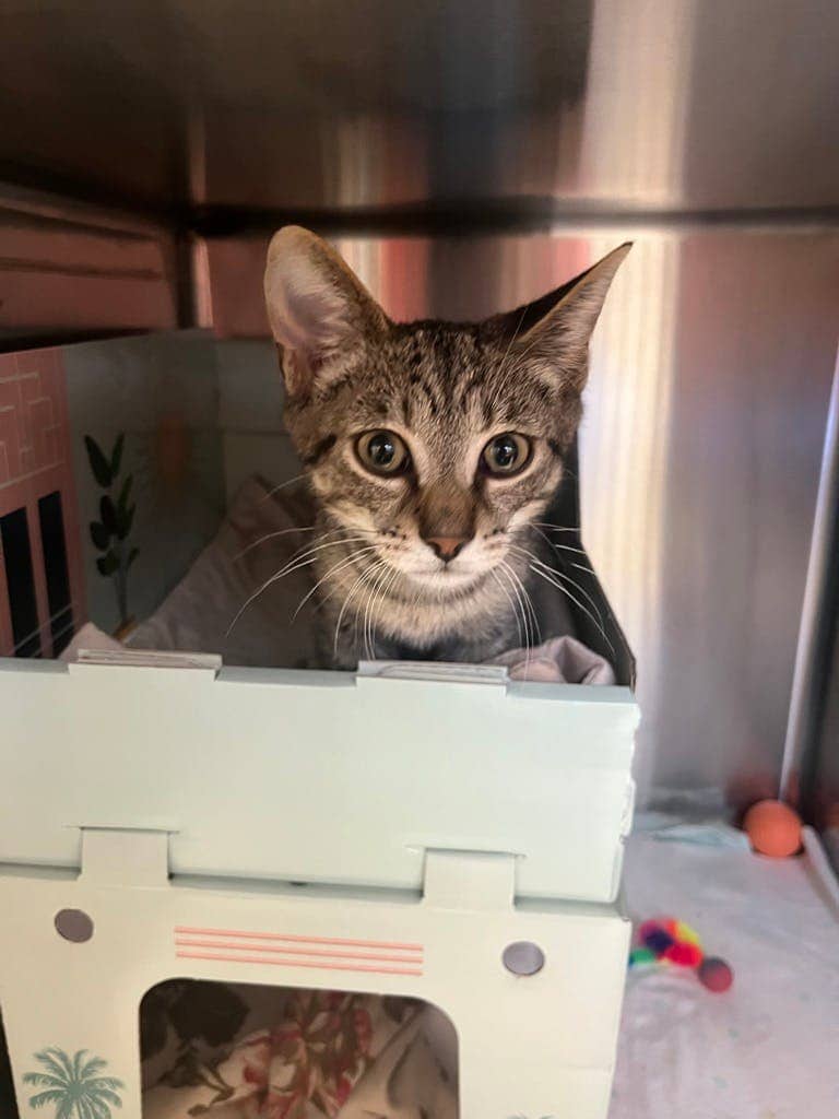 Shrek - American Shorthair cat available for adoption in Calgary