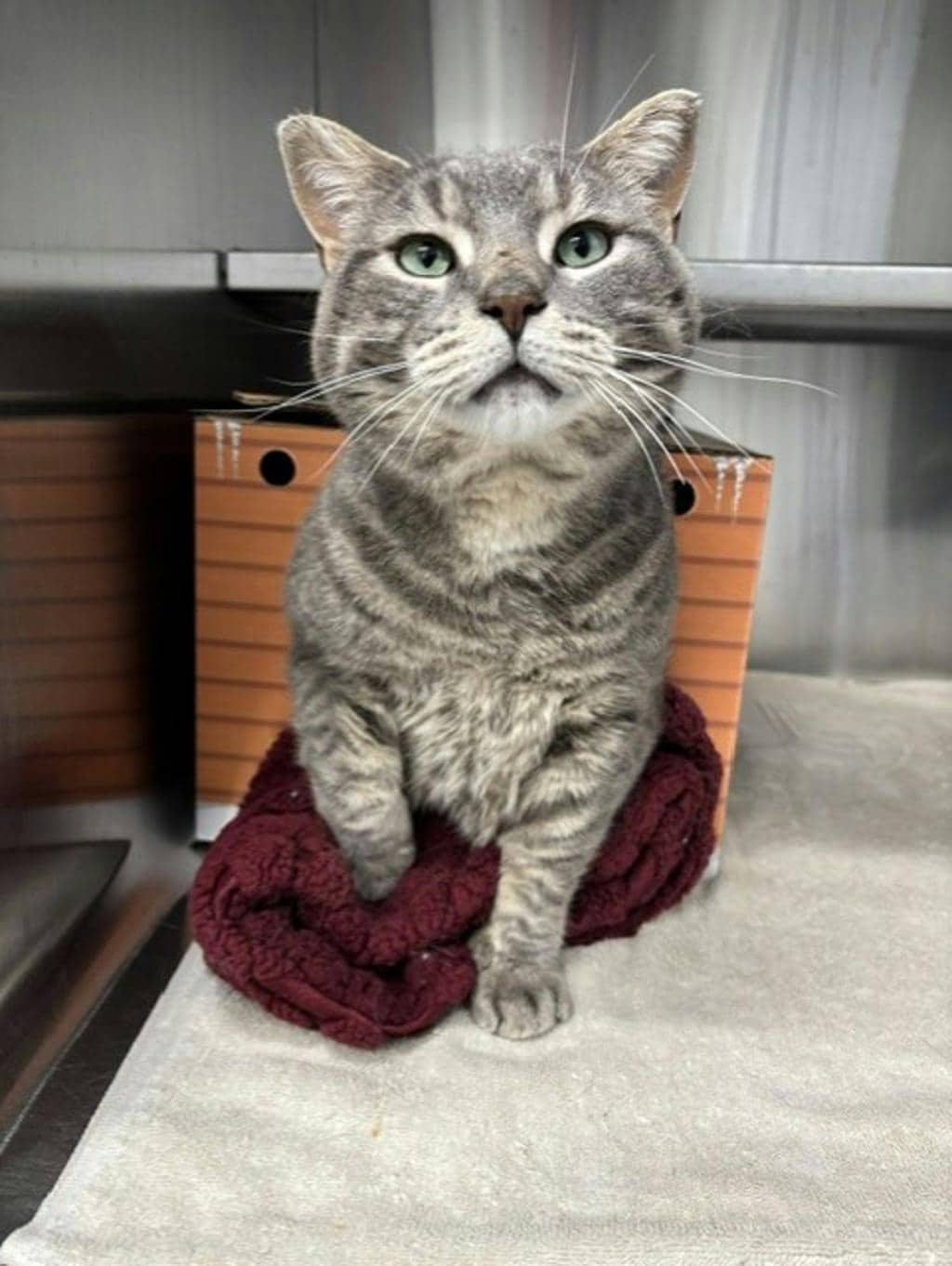 Tom - Domestic Short Hair available for adoption