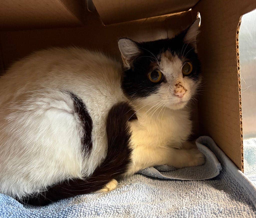 Henny - Domestic Short Hair cat available for adoption at Ontario SPCA (Ottawa Area) in Pembroke