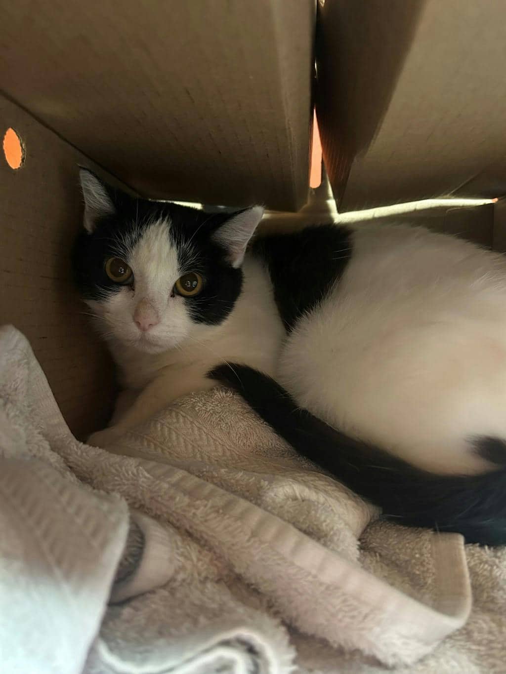 Henny - Domestic Short Hair available for adoption