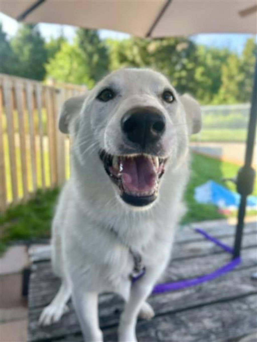 Kelsey - Alaskan Husky available for adoption at Ontario SPCA (Toronto Area) in Toronto