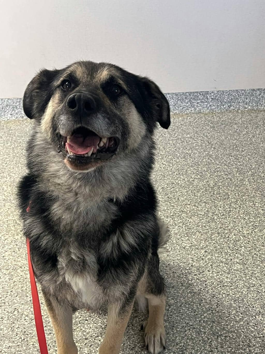 Mambo - Shepherd available for adoption at Ontario SPCA (Toronto Area) in Toronto