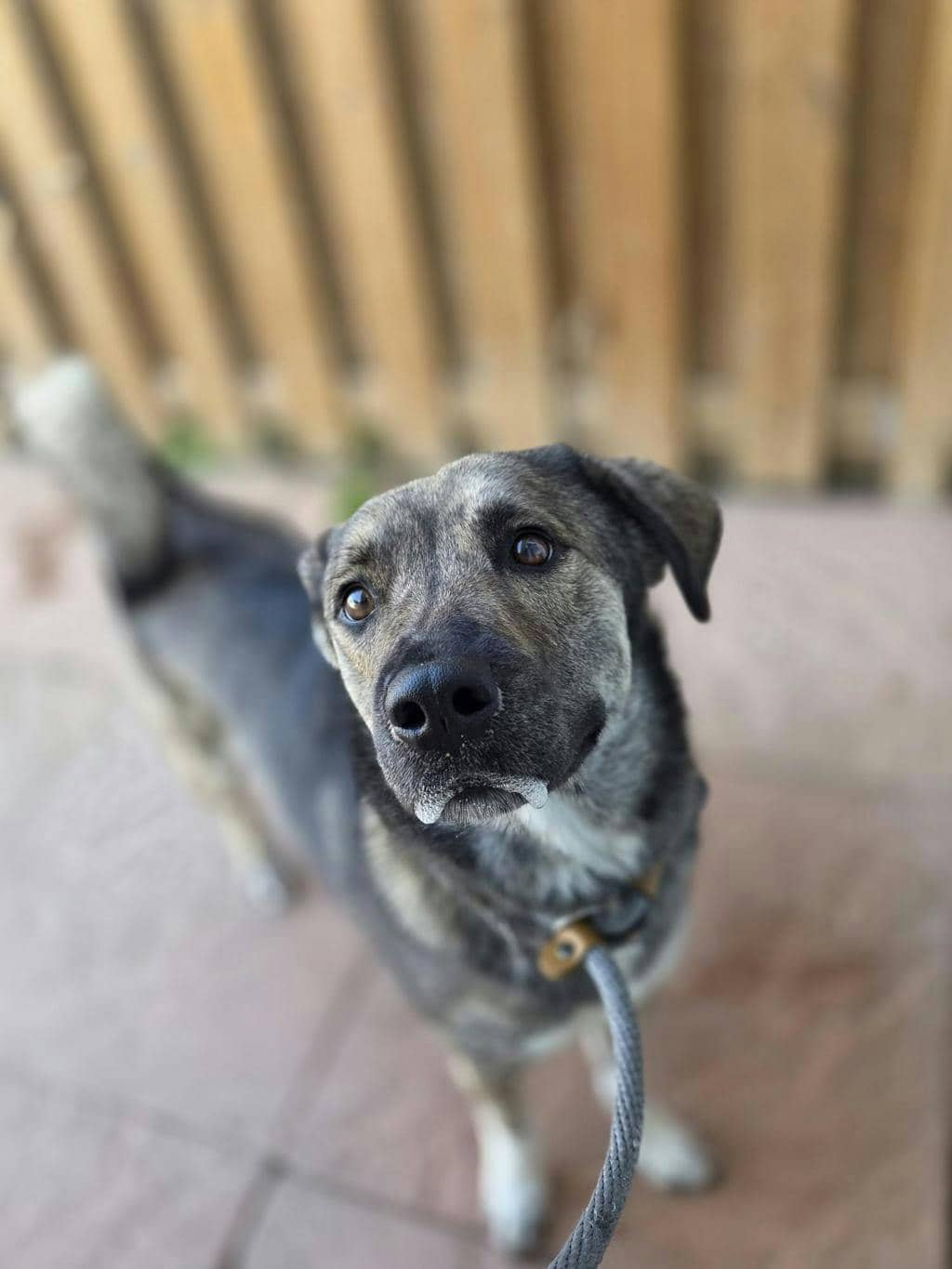 Misty - Shepherd available for adoption at Ontario SPCA (Toronto Area) in Toronto