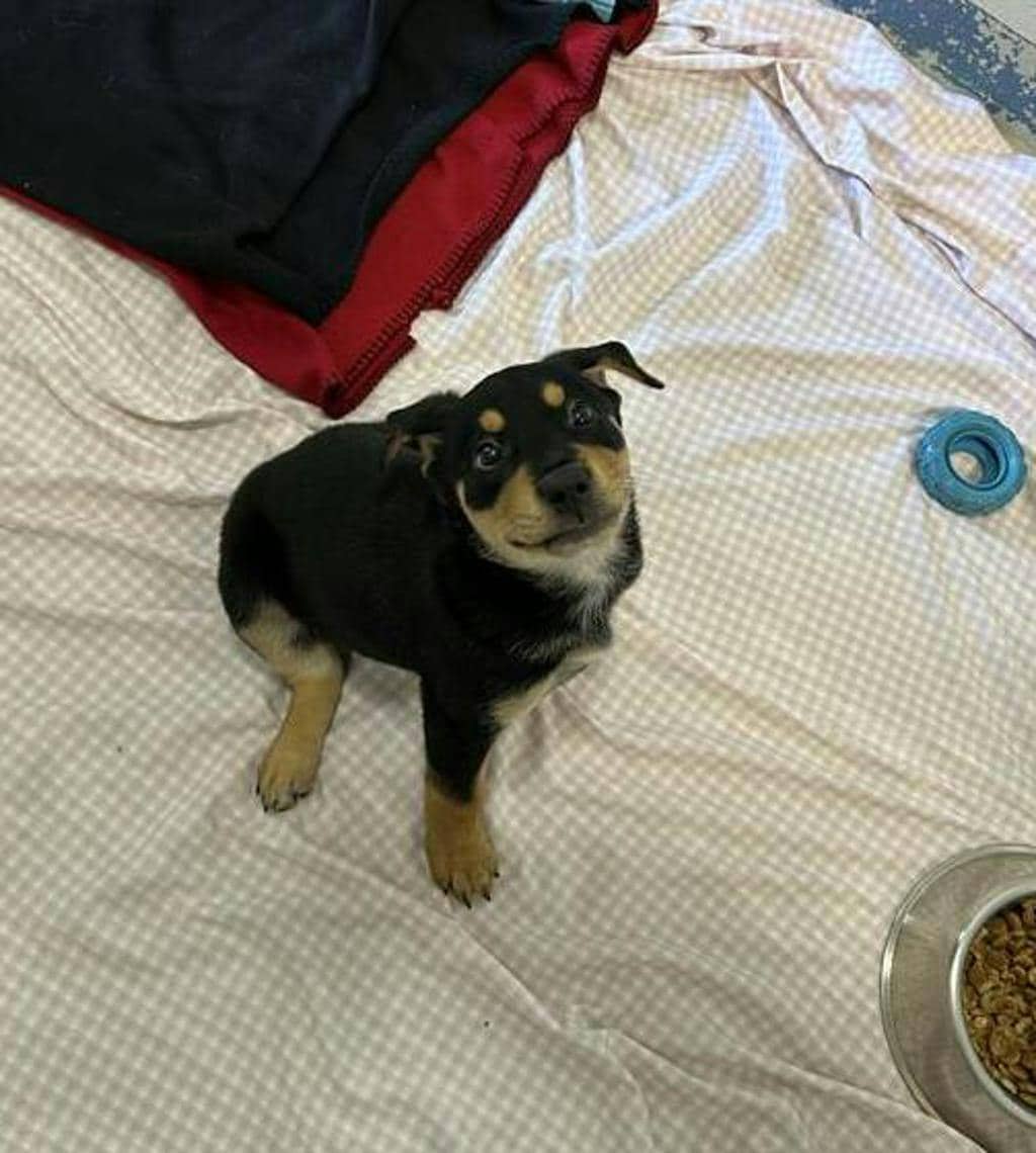 Bee - Labrador available for adoption at Ontario SPCA (Central Ontario) in Midland