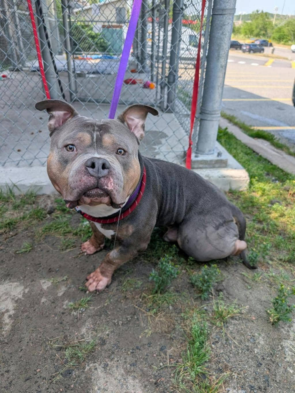 Dozer - American Bulldog available for adoption at Ontario SPCA (Sudbury) in Sudbury