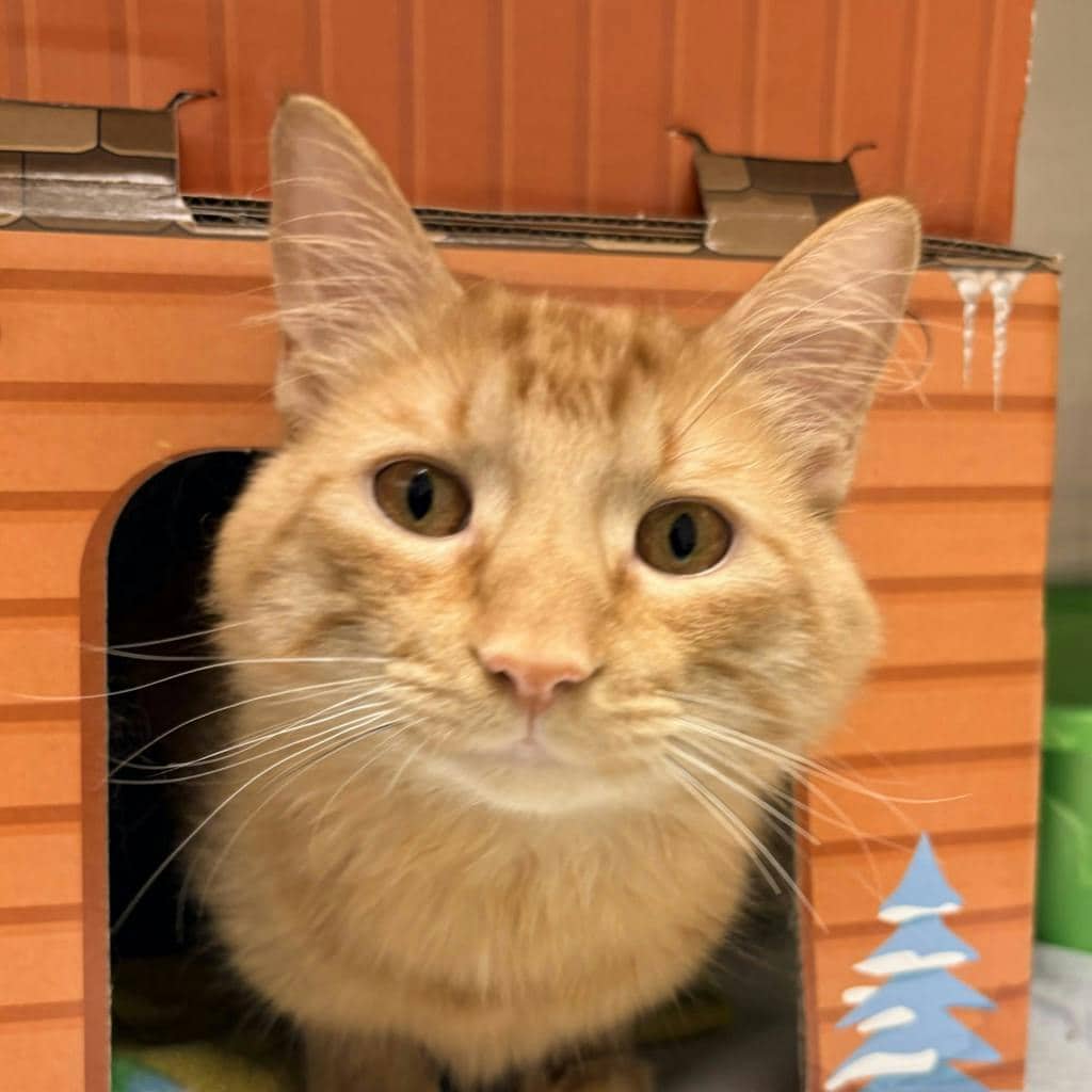 Alfred - Domestic Short Hair available for adoption