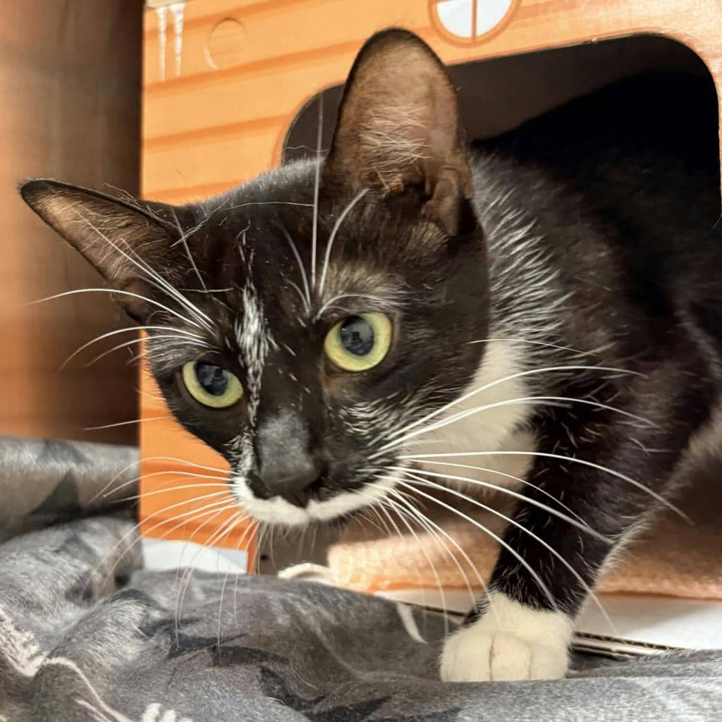 Milkshake - Domestic Short Hair available for adoption