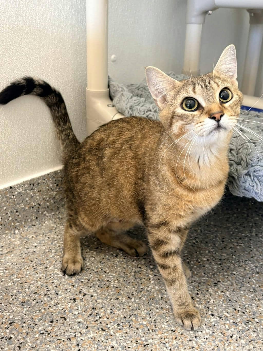 Loulou - Domestic Medium Hair available for adoption