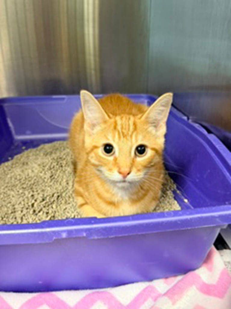 Ty - Domestic Short Hair available for adoption