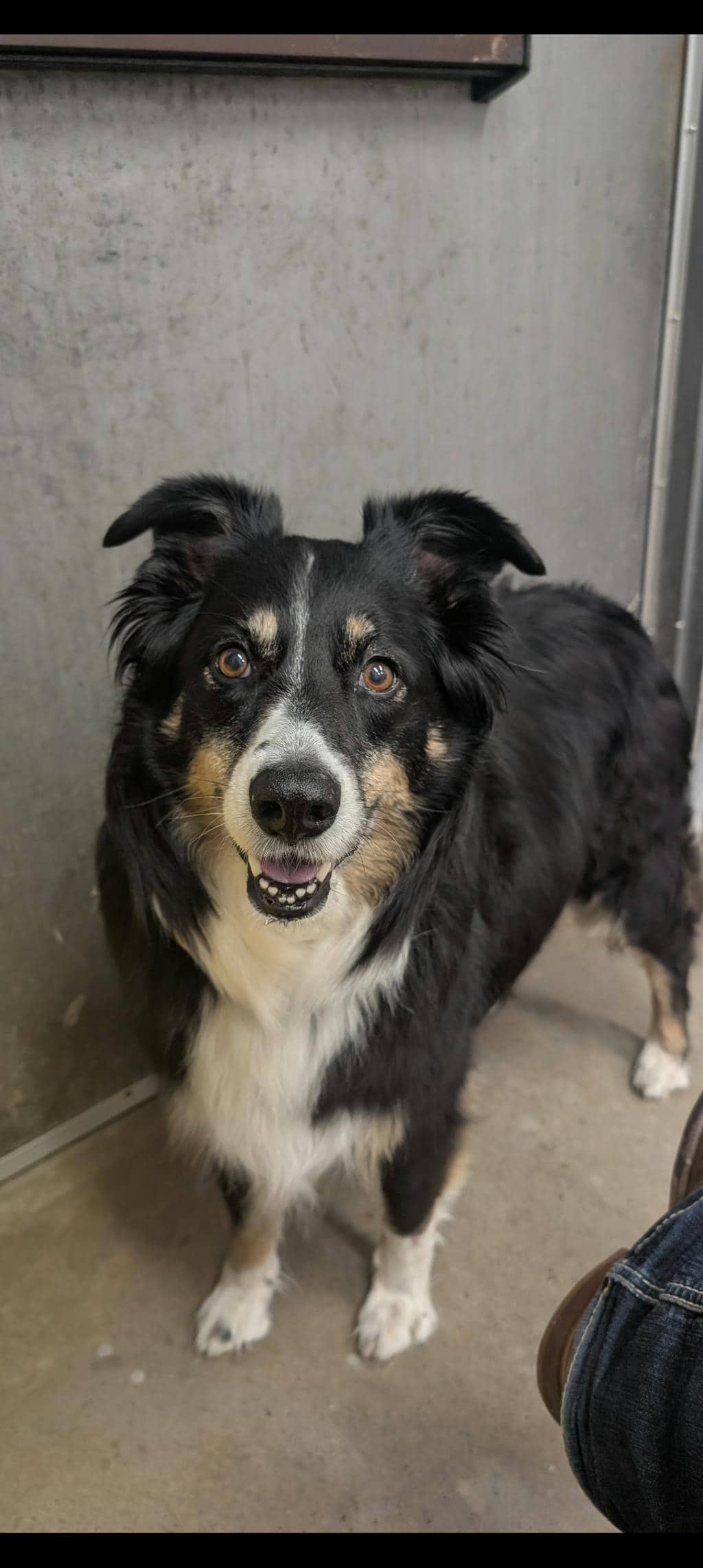 Cersi - Australian Shepherd available for adoption at Ontario SPCA & Humane Society in Napanee