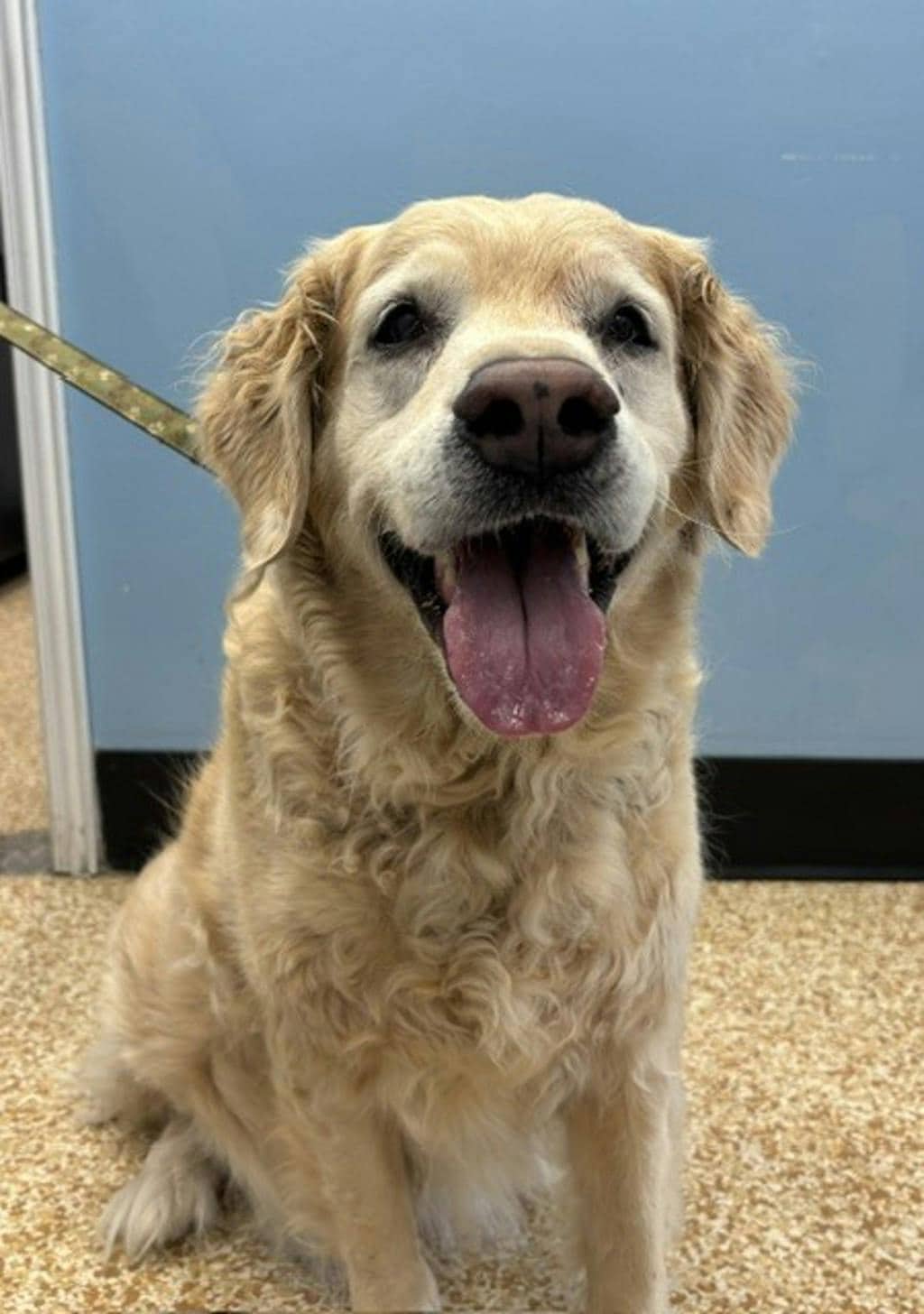 Daisy - Golden Retriever available for adoption at Ontario SPCA & Humane Society in Napanee