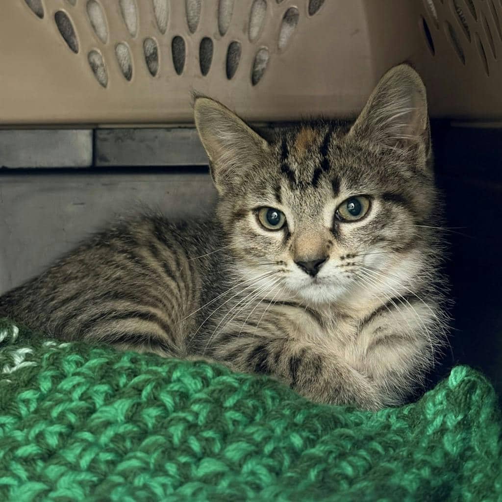 Halo - Domestic Short Hair available for adoption