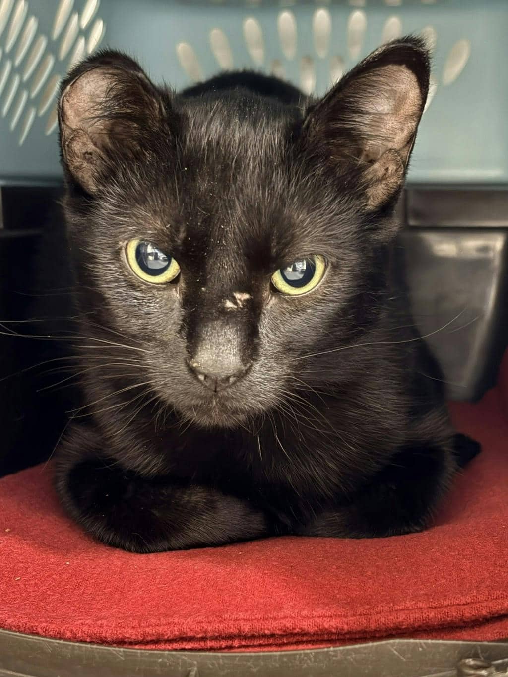 Hercules - Domestic Short Hair cat available for adoption at Ontario SPCA (Central Ontario) in Bracebridge