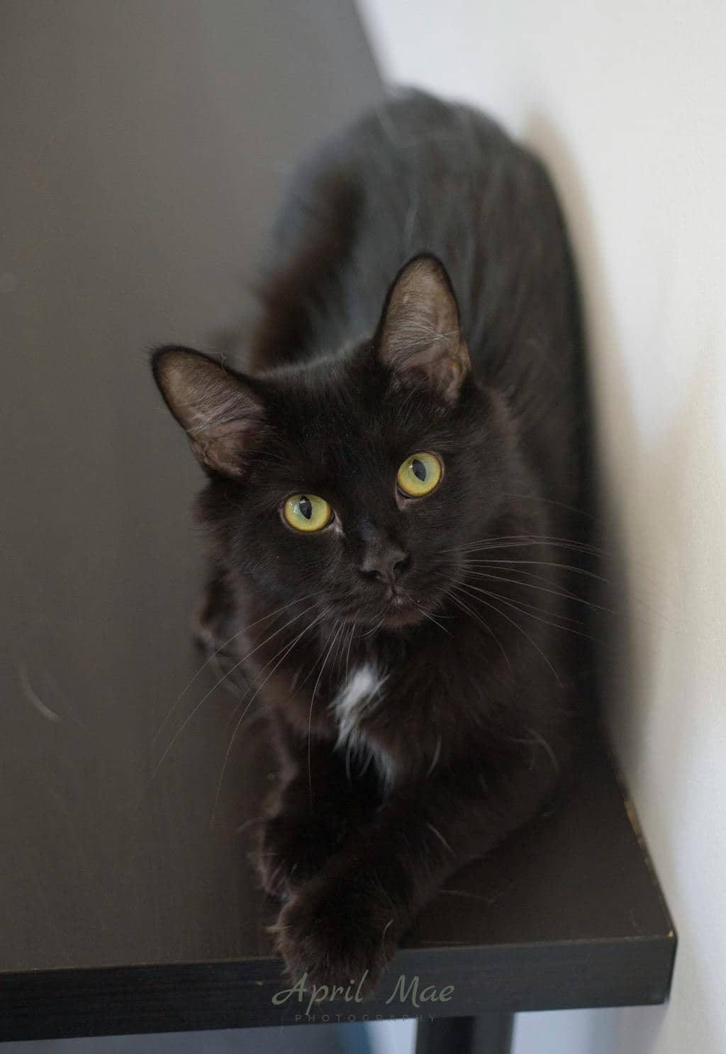 Ink - Domestic Medium Hair cat available for adoption in Ontario