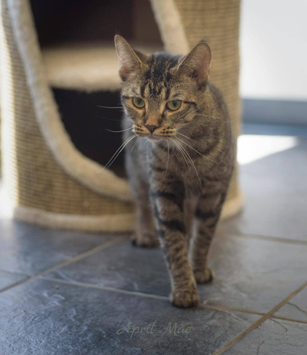 Tiger - Domestic Short Hair available for adoption