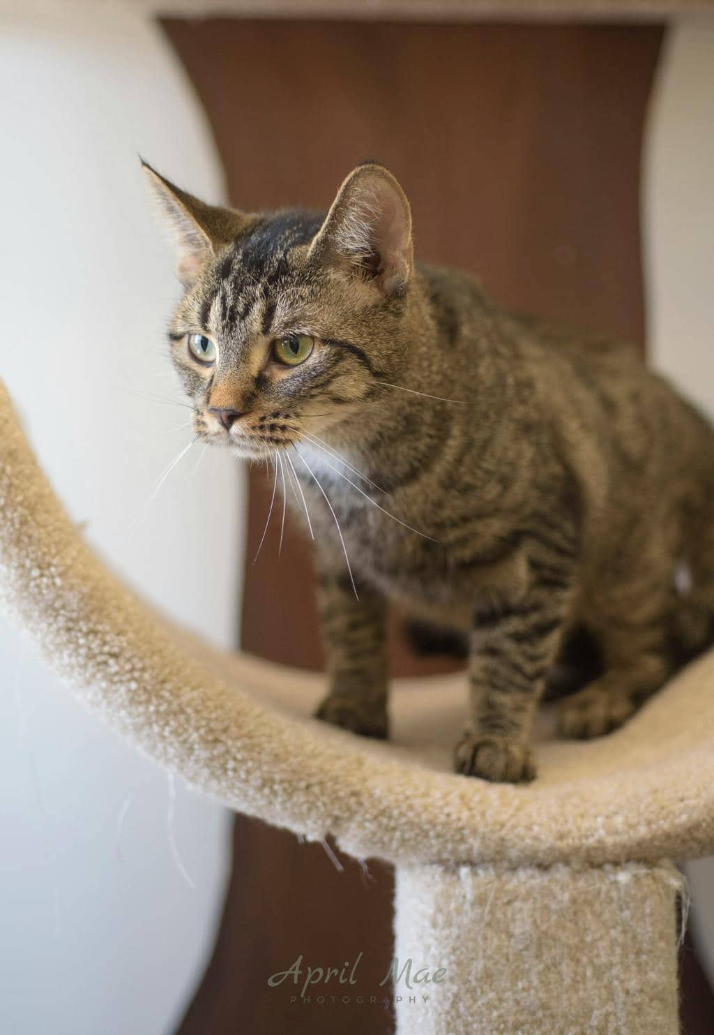 Tiger - Domestic Short Hair available for adoption