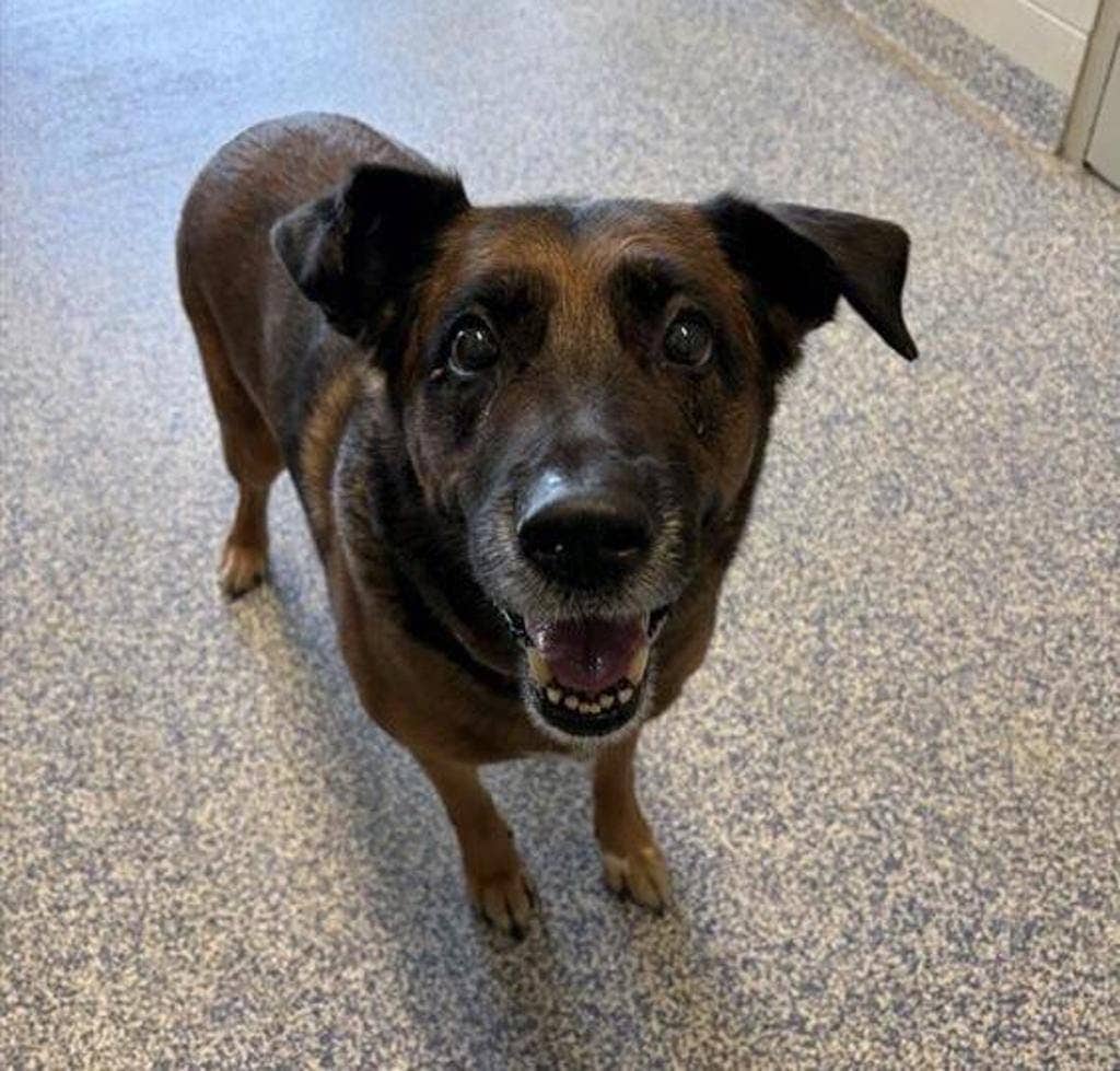 Cher - Shepherd available for adoption at Ontario SPCA (Central Ontario) in Midland