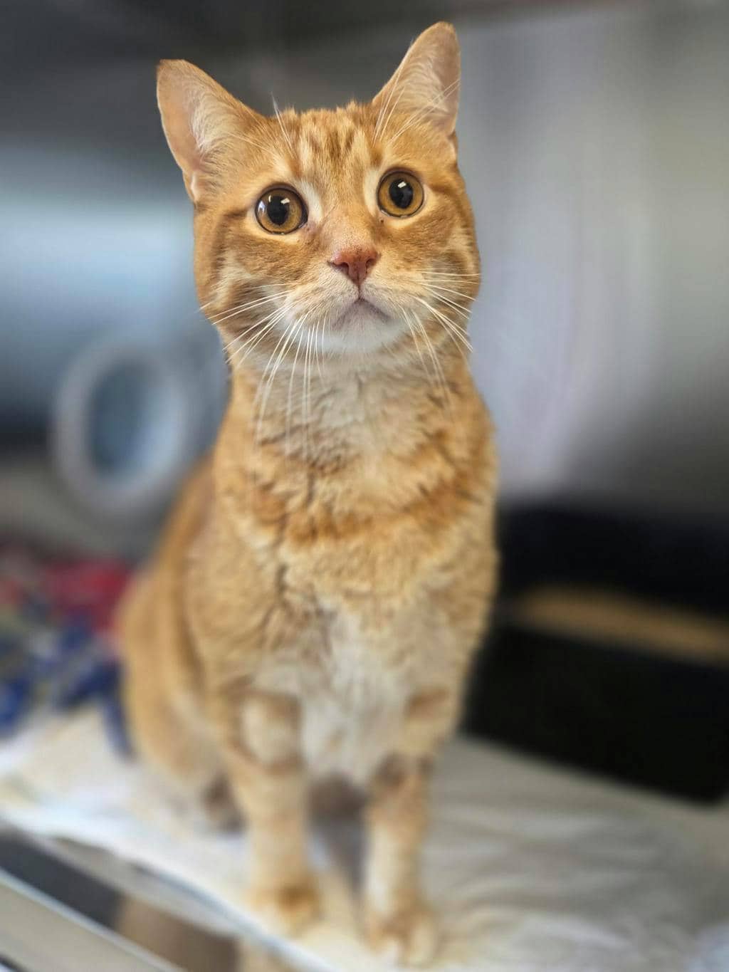 Spidercat - Domestic Short Hair cat available for adoption at Ontario SPCA (Toronto Area) in Stouffville