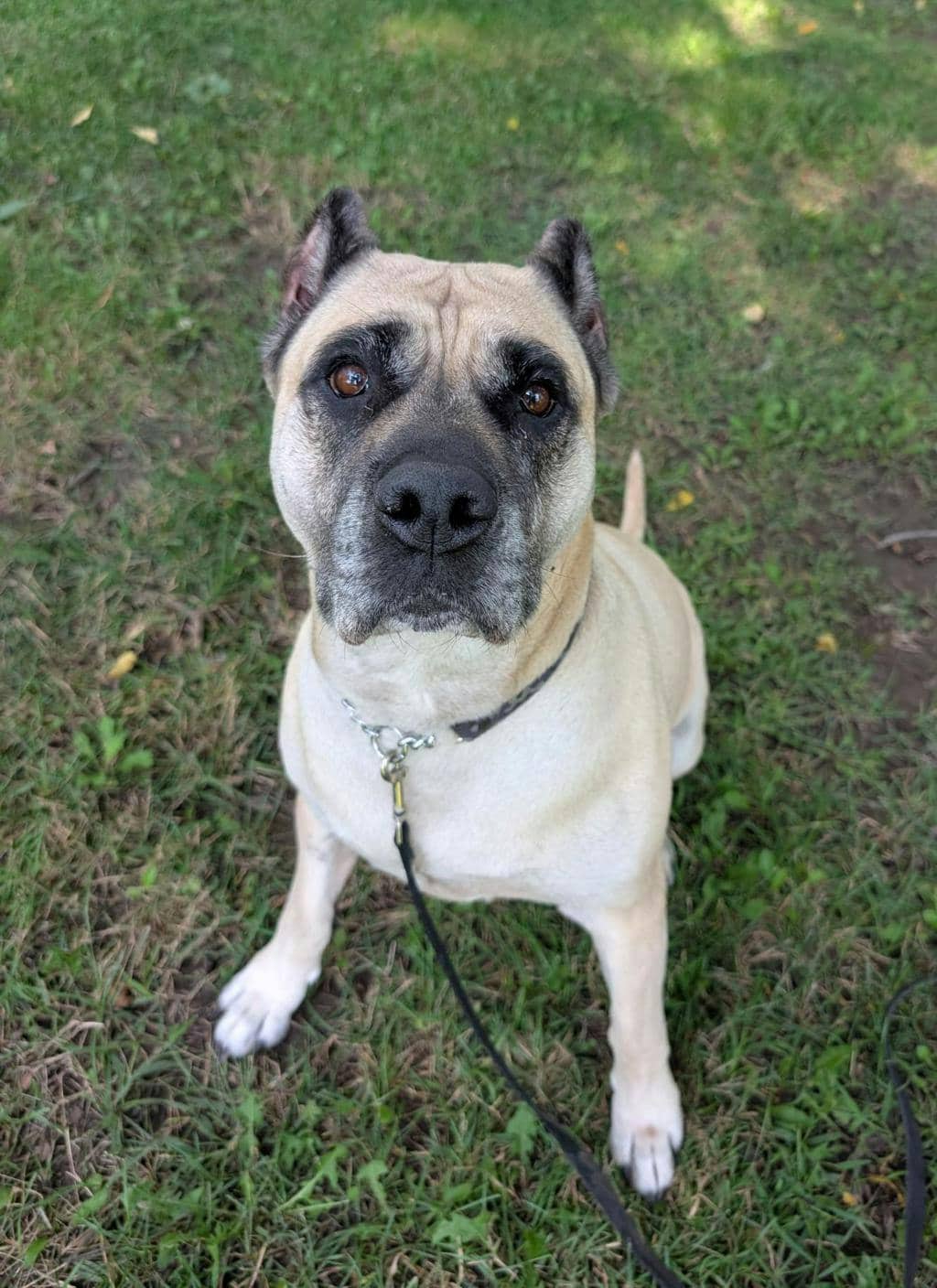 Charlee - Cane Corso available for adoption at Ontario SPCA (Central Ontario) in Orillia