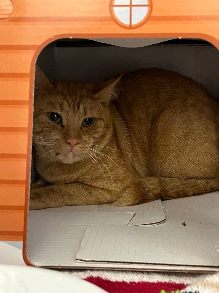 Bryce - Domestic Short Hair cat available for adoption at Ontario SPCA (Central Ontario) in Bracebridge