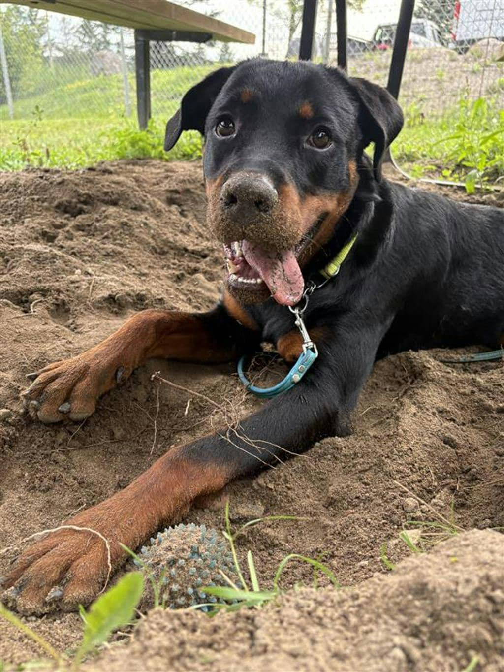 Prince - Rottweiler available for adoption