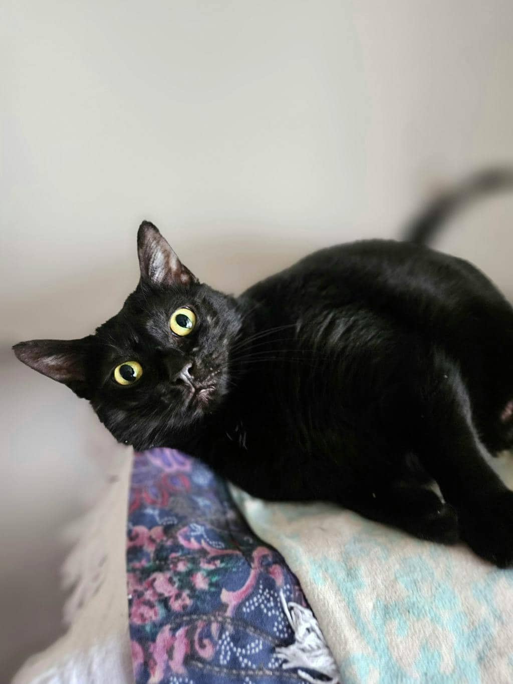 June - Domestic Short Hair available for adoption