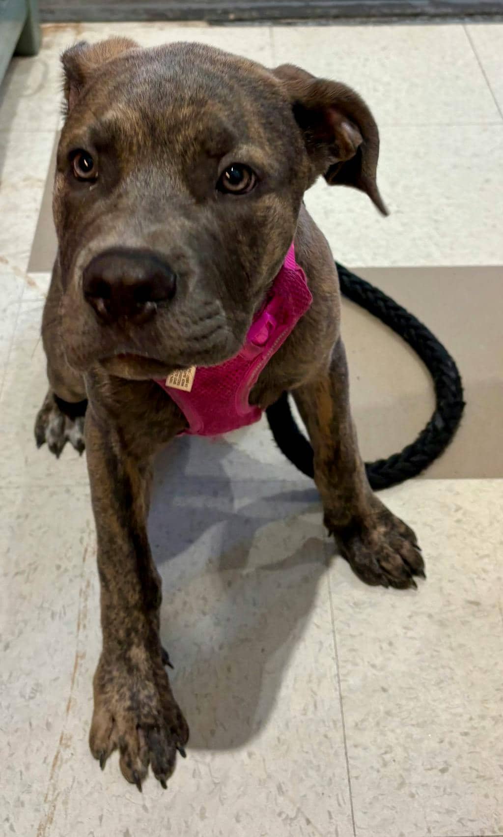 Matilda - Cane Corso available for adoption at Ontario SPCA (Ottawa Area) in Ottawa